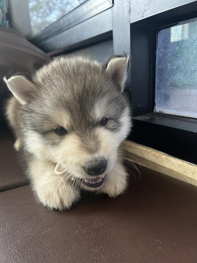 สุนัข ลูกสุนัขพันธุ์ไซร์ ฮักกี้