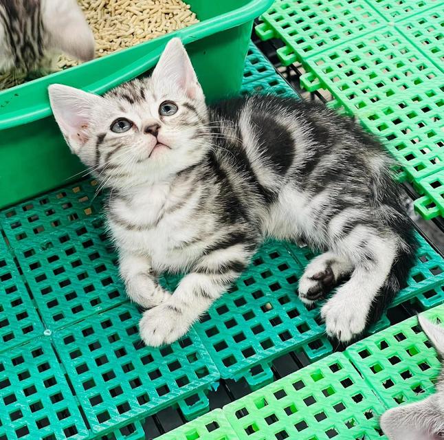 America short hair kittins WhatsApp me : +66 63 826 3042