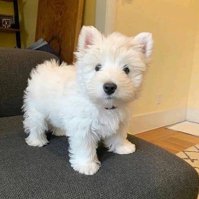 ลูกหมา West Highland White Terrier  4