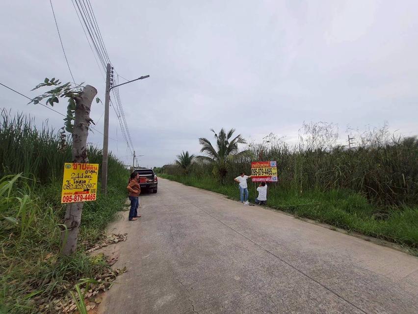 ร้อนเงินVายถูก ที่ดินบ้านกลาง 244 ตารางวา ติดถนนคอนกรีตสาธารณะ ซอย โม่ฮวด 7 เมืองปทุมธานี 3