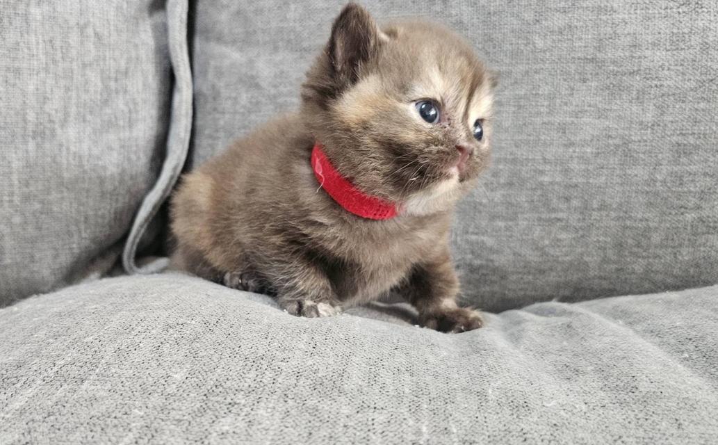 สก็อตติชแท้ สีช็อคครีม หายาก 9