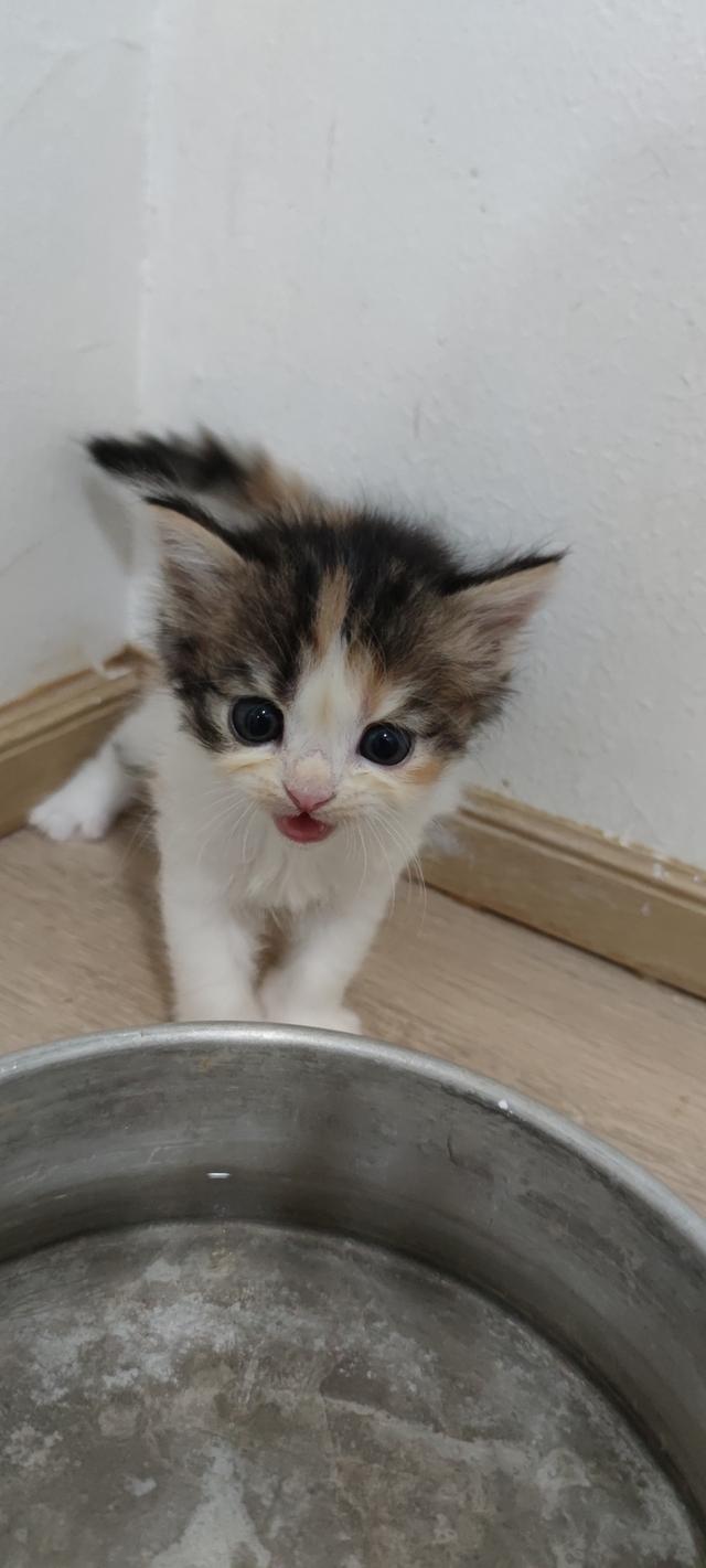 เปิดจองสกอตทิศ ตัวน้อยจ้า รูปที่ 10