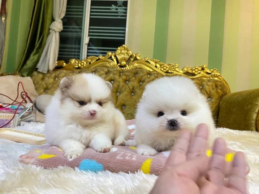 ลูกปอมแท้ อ้วนกลมหมี เตี้ยสั้น ขนแน่นฟูทรงสวย พร้อมย้ายบ้านค่ะ