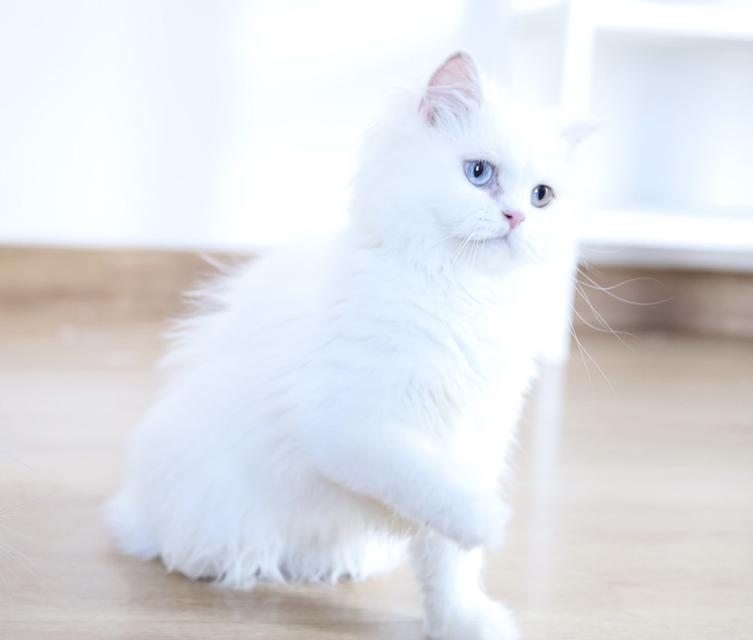 ขายแมวเปอร์เซียตาสองสีน่ารัก รูปที่ 3