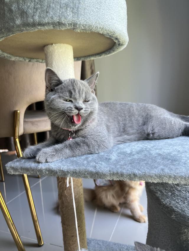 ลูกแมว บริติช ช็อตแฮร์ ใบเพ็ดนอกWCF(British Shorthair) 4