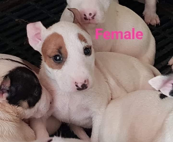 ลูกสุนัข Bull Terrier หาบ้าน 4