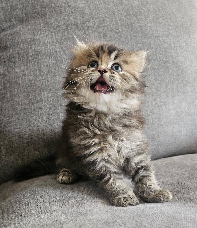 สก็อตติชโฟลด์ ฟูฟูจัง