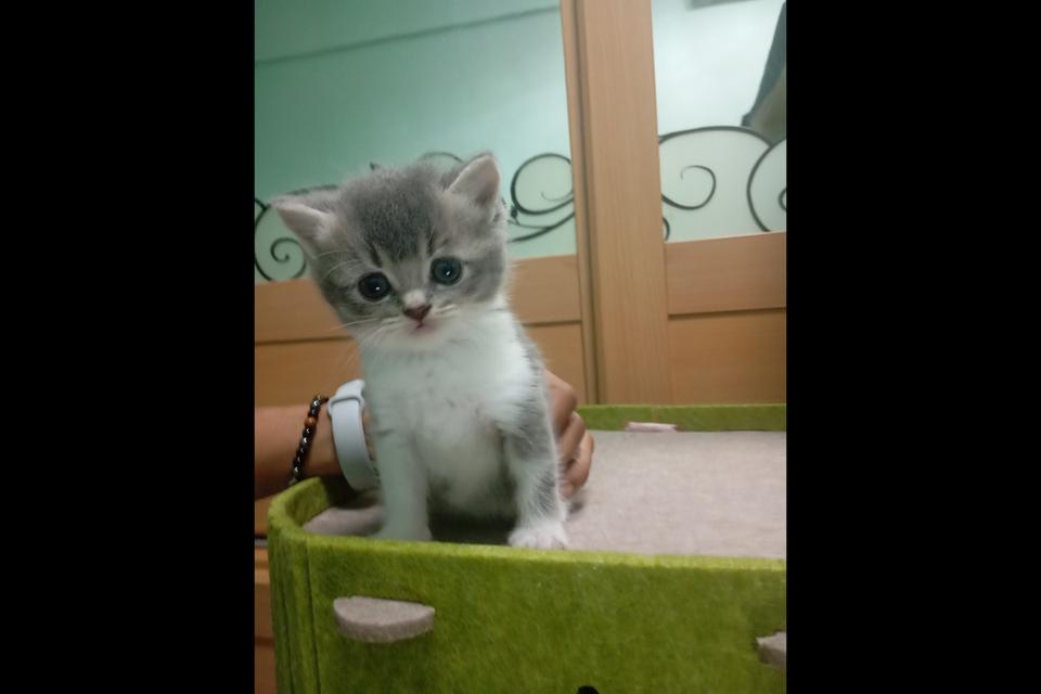 แมวบริติช เกิดวันที่09/09 สีเทา