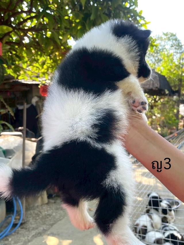 ลูกสนุัข พันธุ์บางแก้ว 20