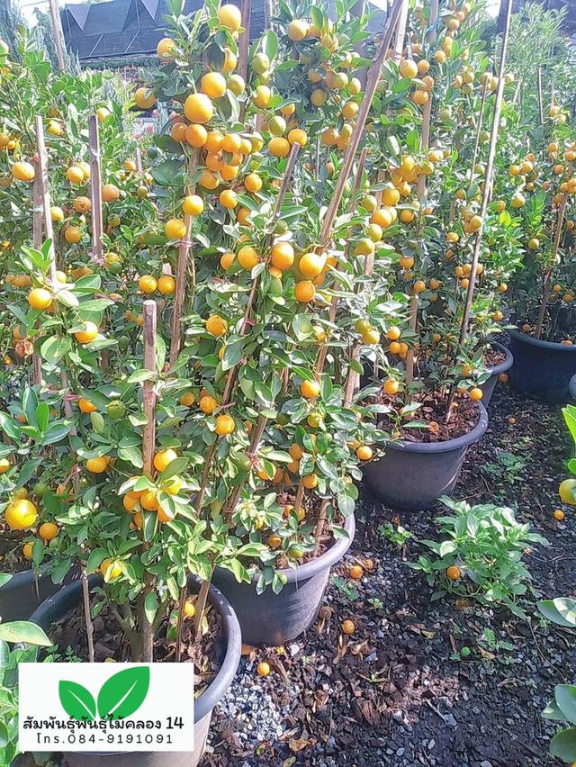 ส้มจี๊ด ต้นส้มจี๊ด ต้นไม้มงคล รูปที่ 3