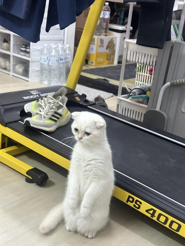 แมวสก็อตติชโฟลด์ เพศเมีย ลูกครึ่งบริติชฯ 7