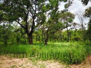 ขายที่ดินสวยติดแม่น้ำมูลทั้งผืน อากาศเย็นสบายทั้งปีหน้าที่ดินเป็นถนนคอนกรีตเทใหม่เอี่ยม   อำเภอพิบูลมังสาหาร จังหวัดอุบลราชธานี  8