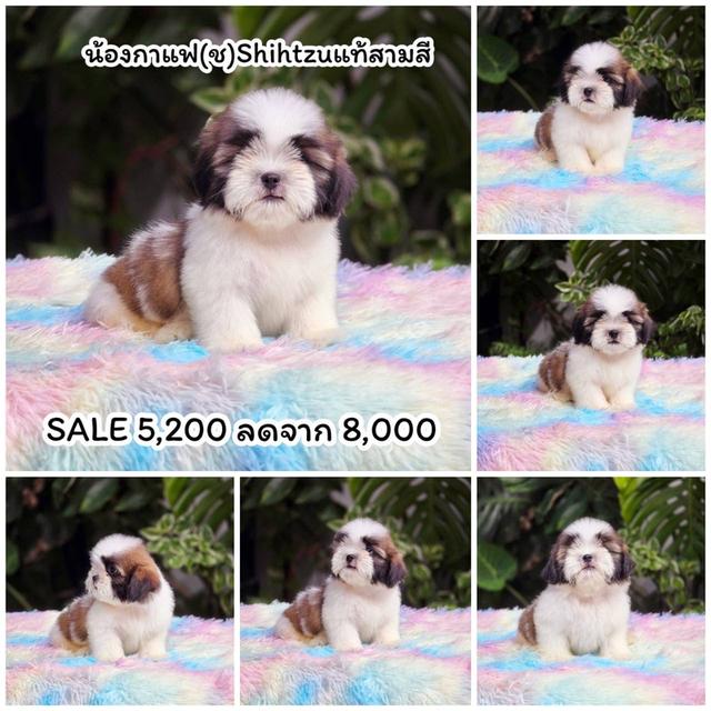 ชิสุแท้ สามสี เพศผู้
