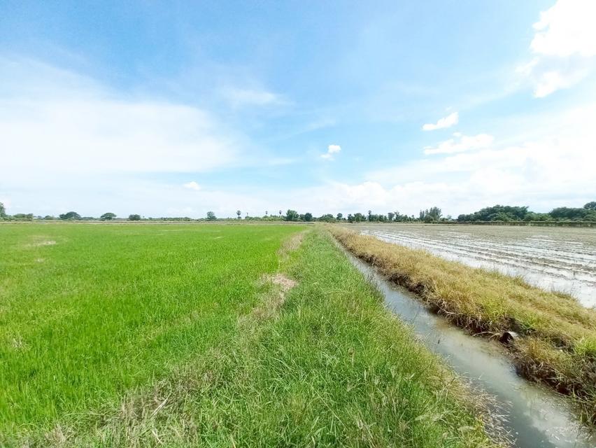 ขายที่ดินเปล่า คลอง16 (หนองปล้อง) อำเภอดอนเจดีย์ จังหวัดสุพรรณบุรี
