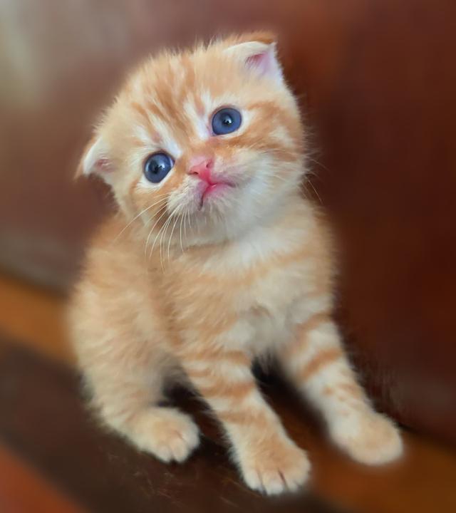 เปิดจองลูกแมวสก็อตติชแท้