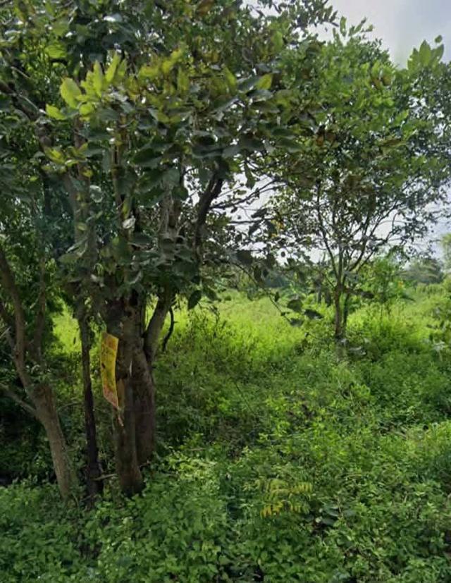 ที่ดินเปล่าสุวินทวงศ์110 หนองจอก กรุงเทพขายด่วน 8