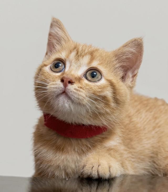 Scottish fold น้องผู้ชาย รูปที่ 2