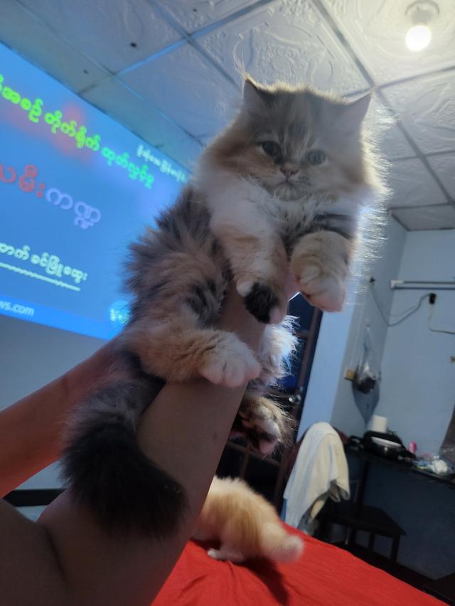 Pyie pyie