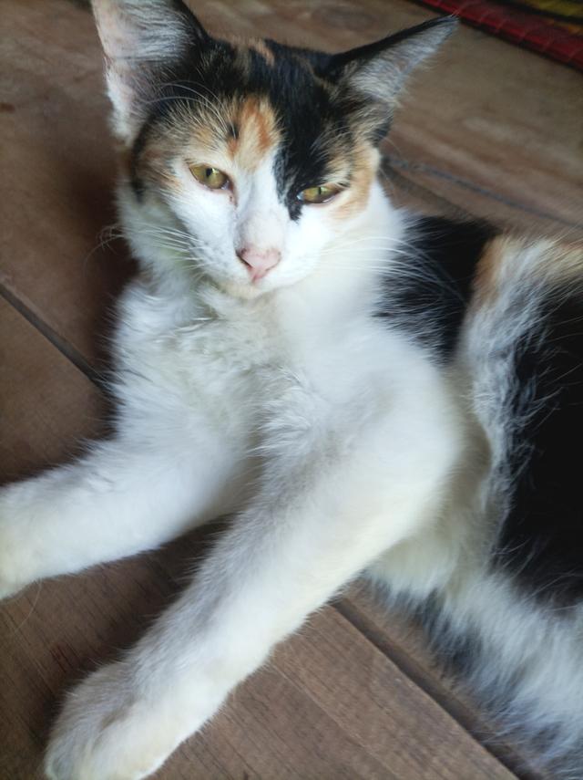 🐈🐈แมว