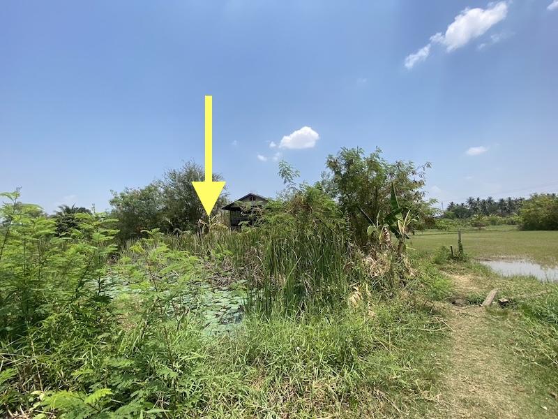 ขายที่ดินติดถนนเลียบคลอง เนื้อที่ 1-1-60ไร่ ใกล้ห้างไทวัสดุ ห้างโฮมโปรบายพาส ใกล้ถนนบายพาส ทล.204 เหมาะพัฒนาเป็นบ้านสวน รีสอร์ท 3