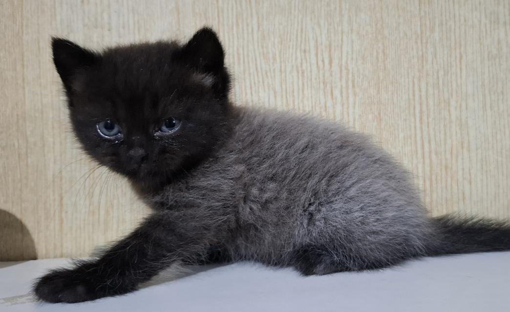 ลูกแมวบริติชเปอร์เซีย 4