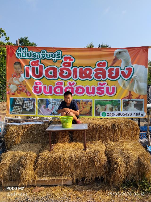 เป็ดอี๊เหลียง เป็ดเนื้อ เป็ดไข่ รูปย่อยที่ 1