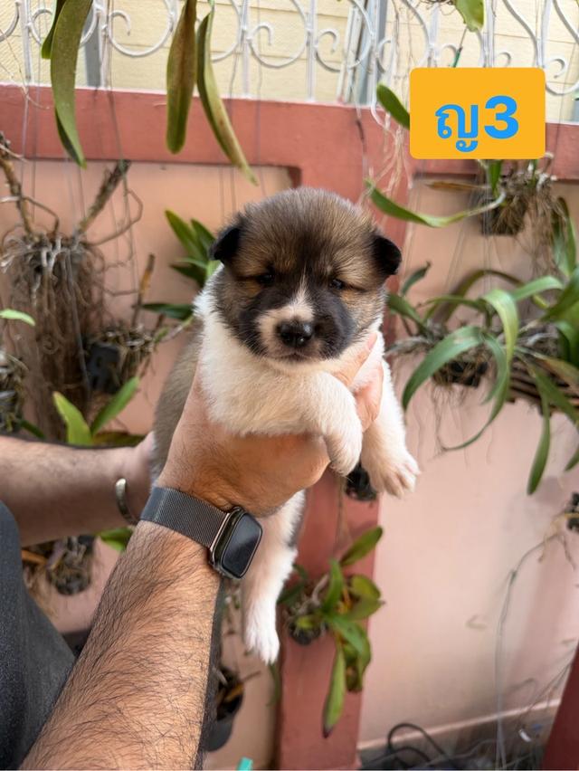 บางแก้วแท้ พ่อแม่สายประกวด เชื้อดี รู้ความสุดๆ #พร้อมใบเพ็ดชมรมบางแก้วประเทศไทย TBC สนใจทักได้ครับ 17