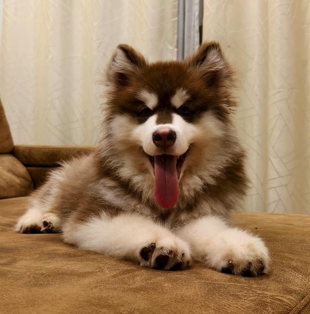 Premium Quality Imported Alaskan Malamute From China Available For Sale In Bangkok