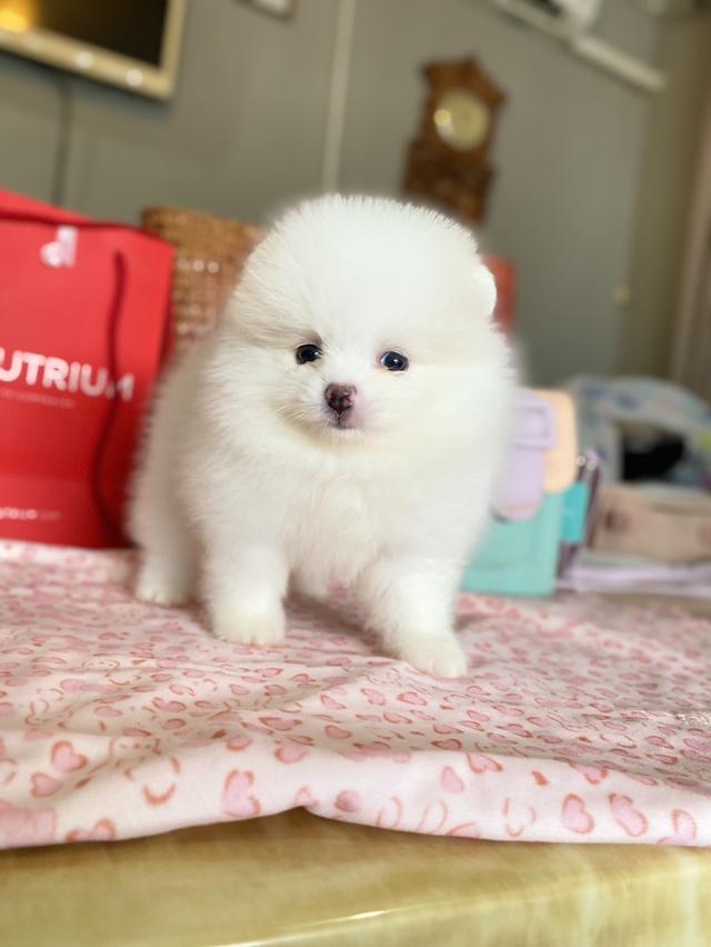 ลูกปอมปอมแท้ อายุ2เดือน สอบถามได้ค่ะ