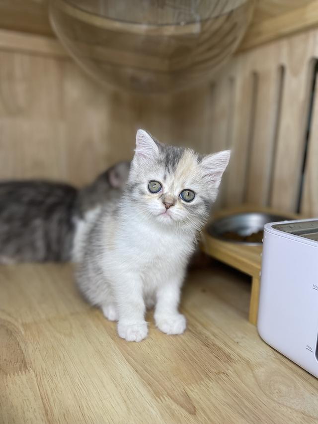 แมวมันช์กิ้นขายาวพร้อมย้าย 2