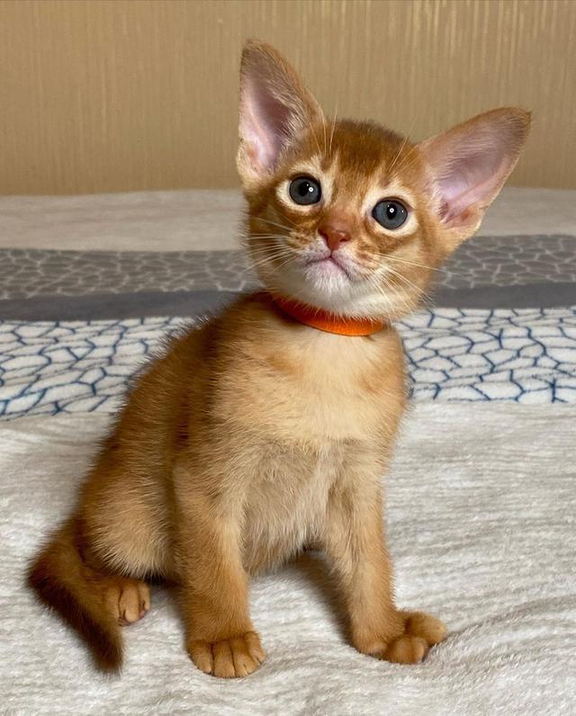Abyssinian Kittens Ready รูปที่ 5