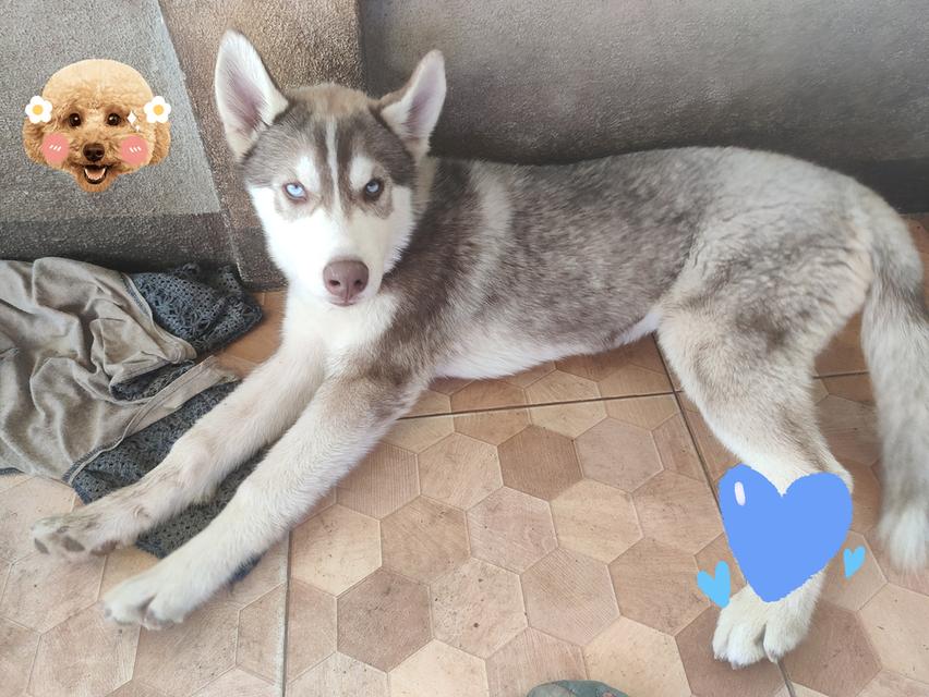 ไซบีเรียนฮักกี้อายุ3เดือน 3