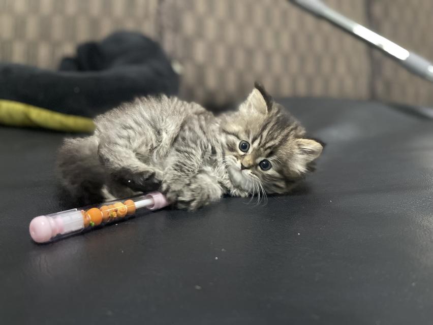 แมวเสือ(หญิง)เกิด 19/9/68