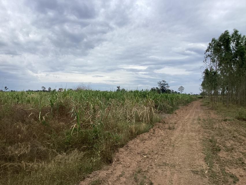 ขายที่ดินสำหรับโซล่าเซลล์ ในจ. สกลนคร 8