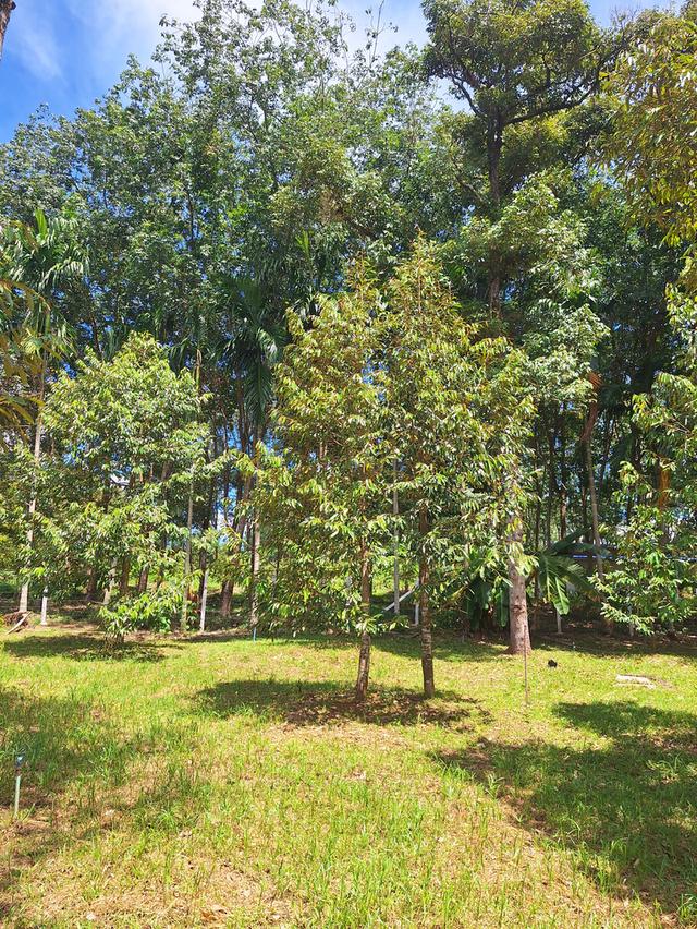 สวนทุเรียนแปลงเล็กระยอง 2