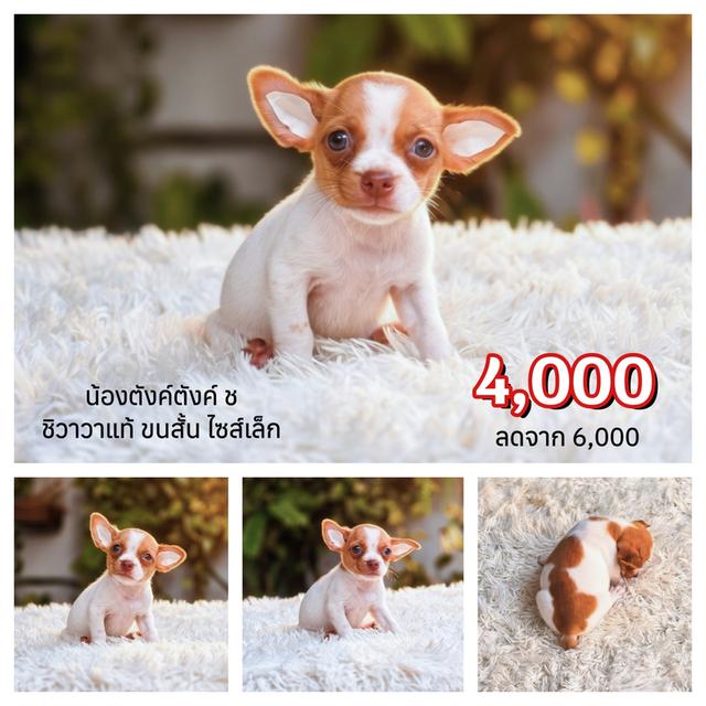 น้องโอเว่นชิวาวาขนสั้นเพศผู้ รูปที่ 7