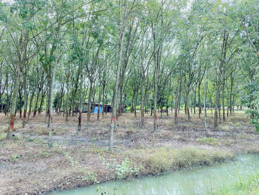 ขายที่ดินทำเล EEC บ้านค่าย ระยอง 1