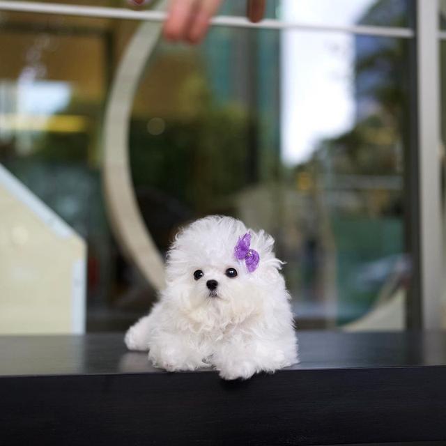Toy Bichon Frise Puppies  WhatsApp me : +66 63 826 3042 รูปที่ 3