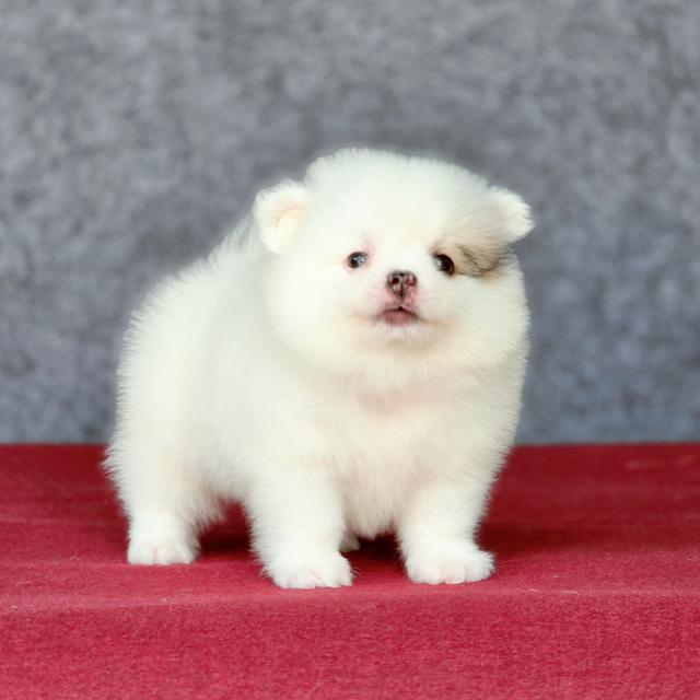 Pomeranian เพศผู้น้องซีม่อน 3