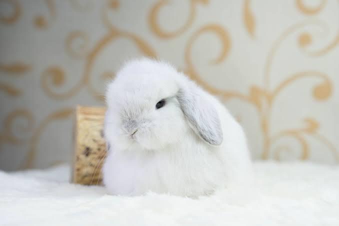 กระต่ายเฟรนซ์ลอป สีขาว