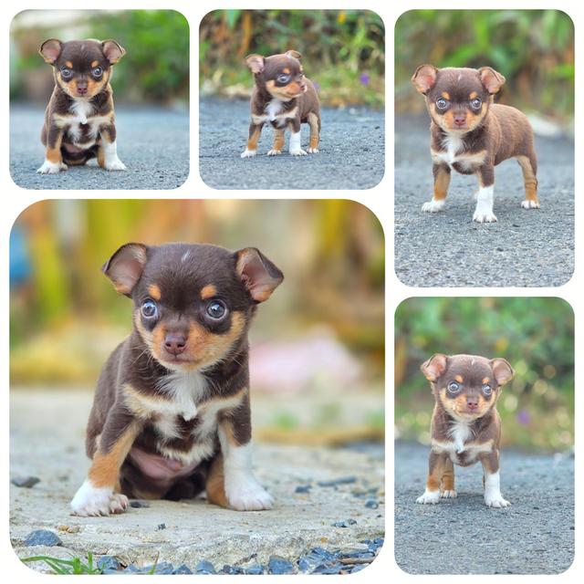 น้องโกโก้ Chihuahuaขนสั้นสีช็อคพร้อมย้ายบ้านจ้า รูปที่ 5
