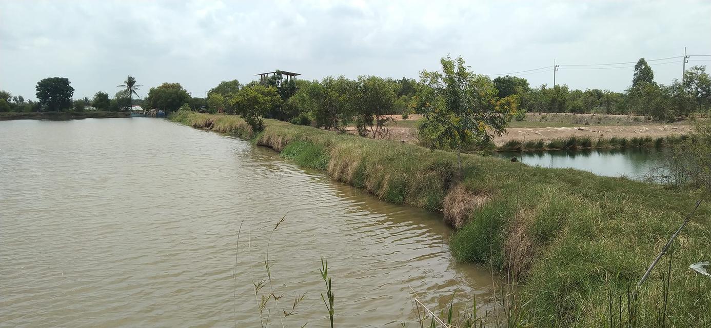 ขายที่ดินโฉนดครุฑแดง 171 ไร่ – พนมสารคาม ฉะเชิงเทรา 3