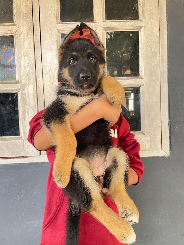 German Shepherd Puppies Available