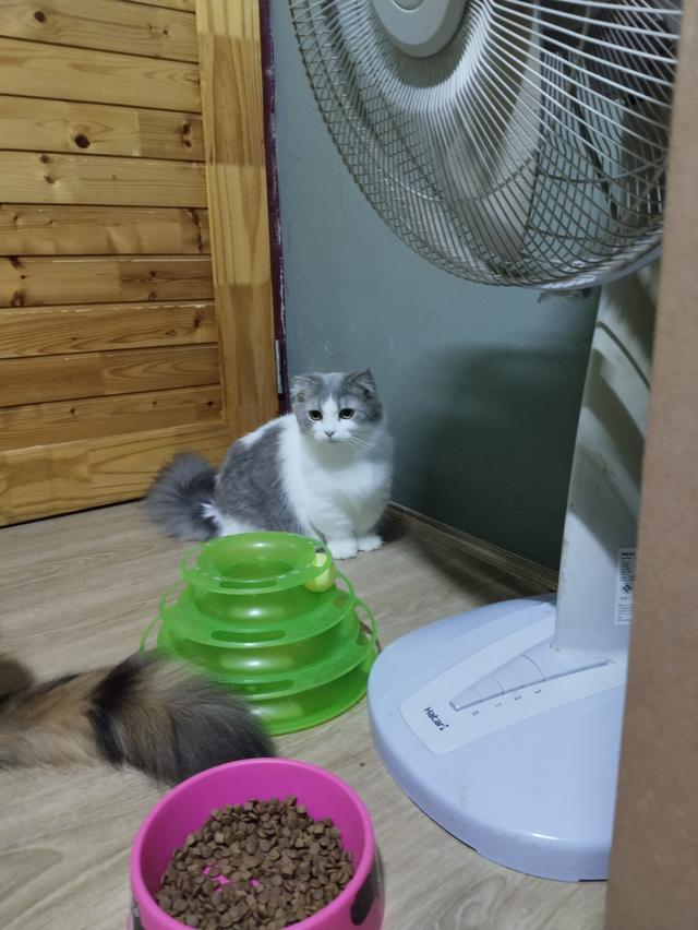 แมวพันธุ์มันซ์กิ้นขาสั้นเพศเมีย รูปที่ 3