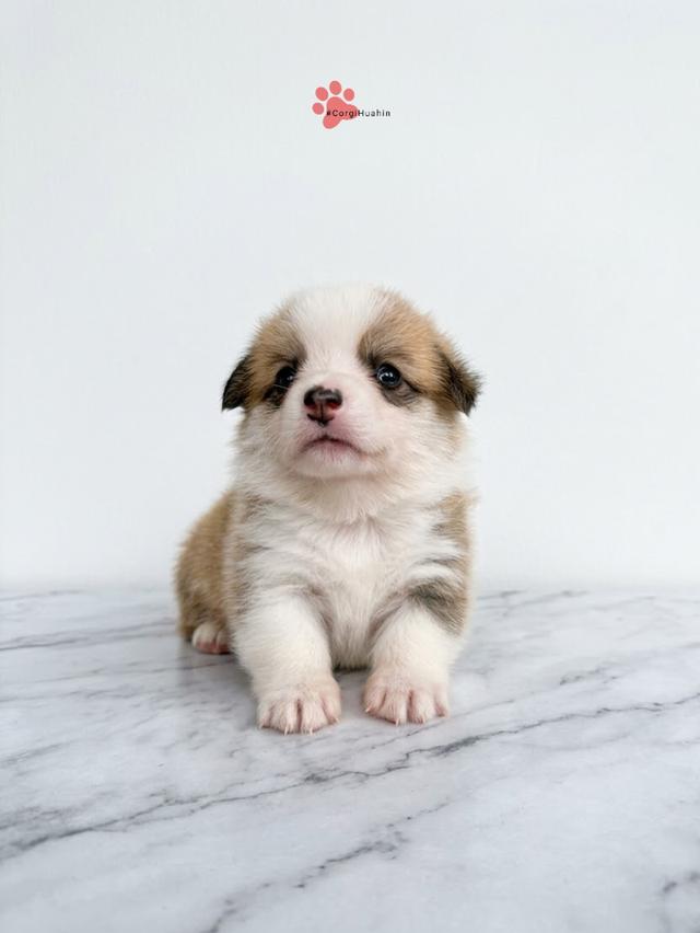 ลูกสุนัขคอร์กี้ สองสีเพศเมีย