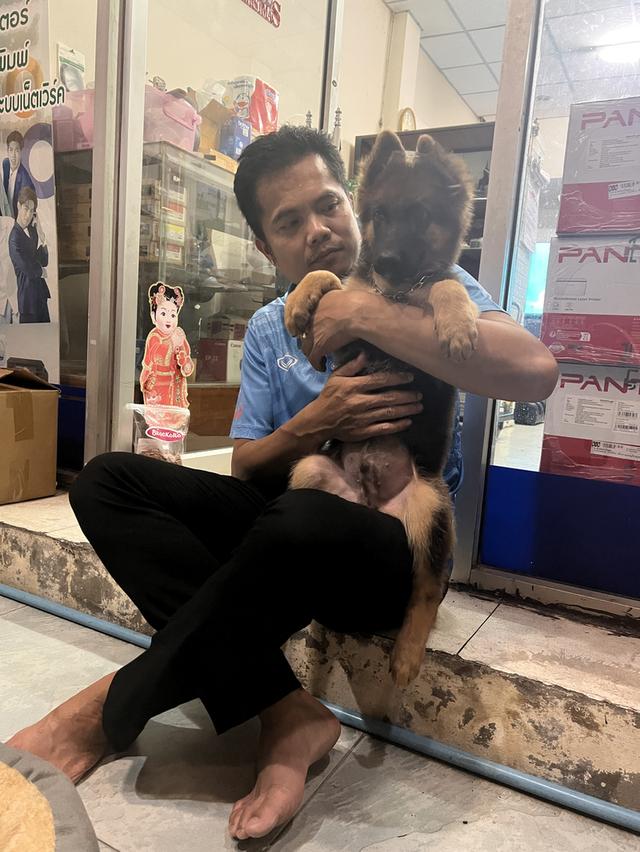 สุนัขเยอรมันเชฟเพริด 7