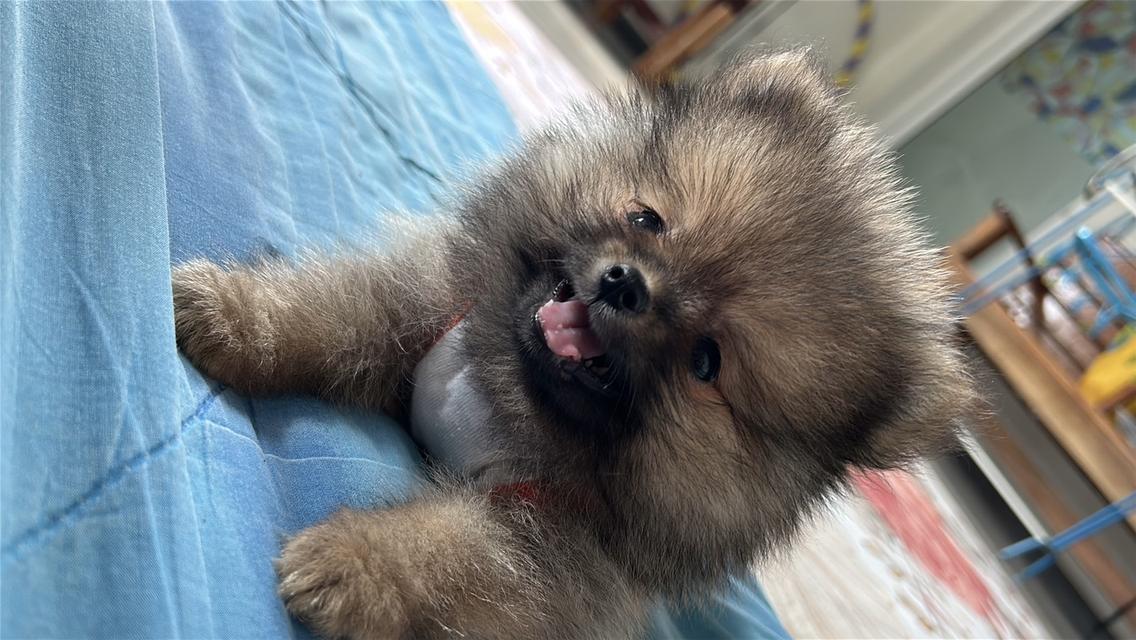 สุนัขพันธุ์ปอมเมอเรเนียน รูปที่ 2