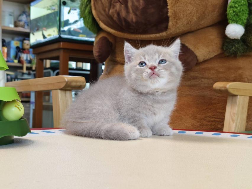 แมวขาสั้น Munchkin short leg chiangmai รูปที่ 5