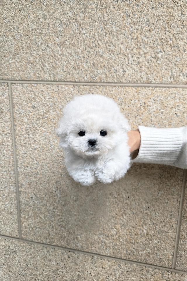 ขาย Mini Bichon Frise แท้ นำเข้าจากเกาหลี ขนาดเล็กมาก น่ารักสุดๆ รูปที่ 1