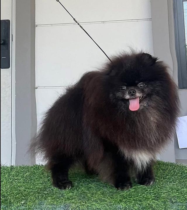 ขายพ่อพันธพร้อมใชุ้์อายุ1ขวบนิดๆ หน้าหวาน หุ่นดีมาก ราคาแบ่งกันเลี้ยงครับ